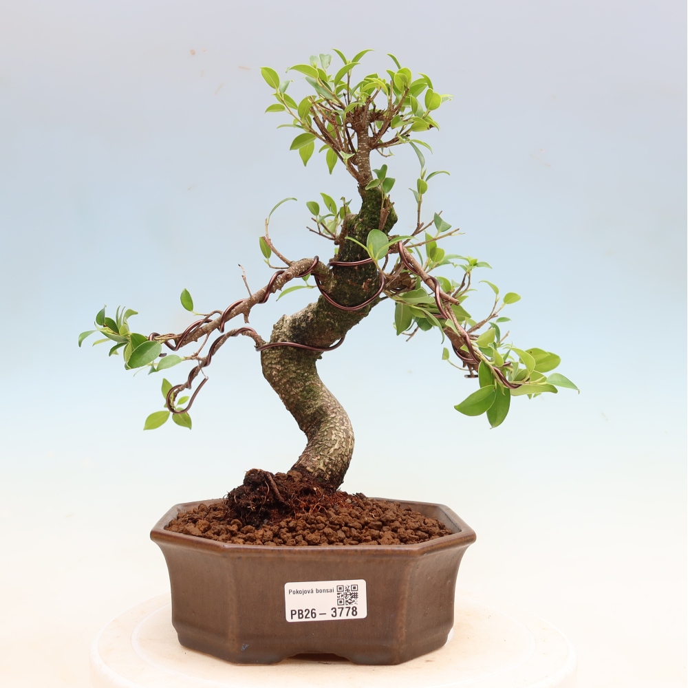 Szobai bonsai - Ficus kimmen - kislevelű fikusz