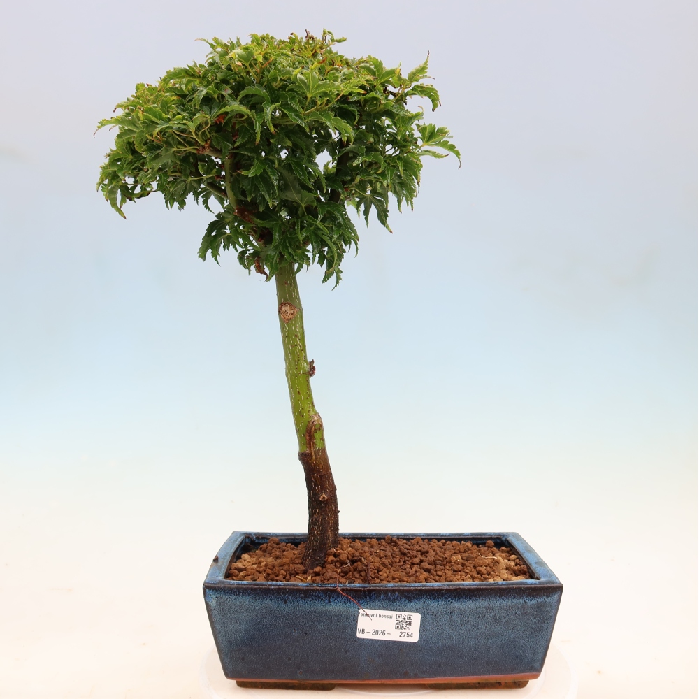 Kültéri bonsai -Javor pálma Acer palmatum Shishigashira