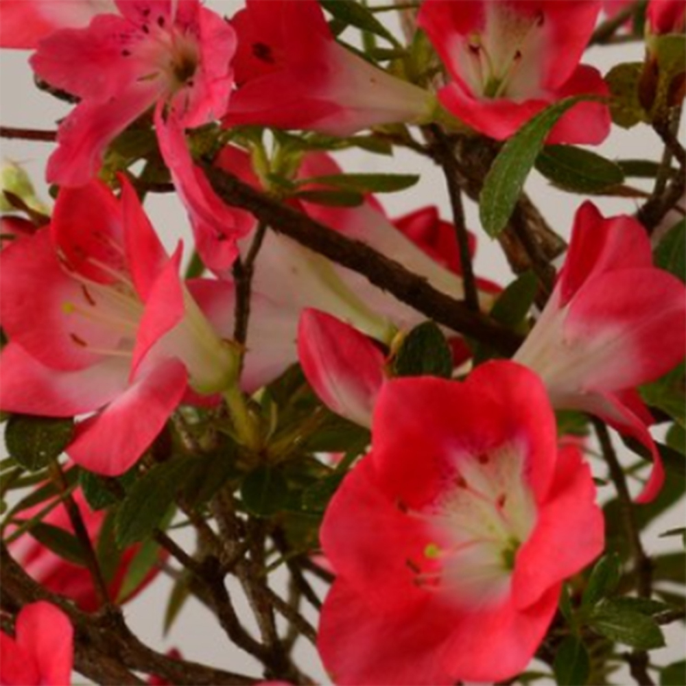 Kültéri bonsai - Japán azálea - Azalea Beniko