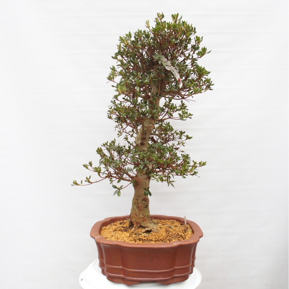 Kültéri bonsai - Japán azálea - Azalea Sansai