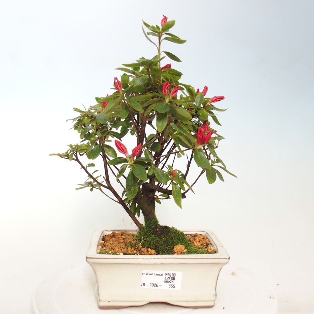 Kültéri bonsai - japán azálea - Azalea sp.