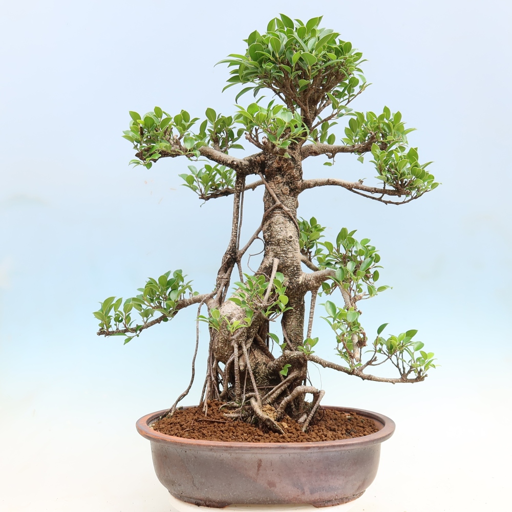 Szobai bonsai - Ficus kimmen - kislevelű fikusz