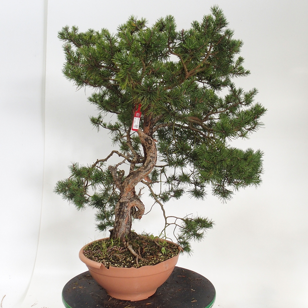 Yamadori - Pinus sylvestris Spanyolország