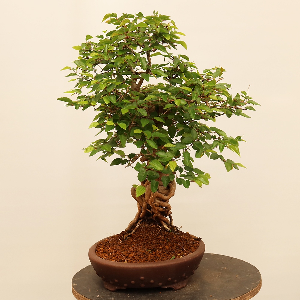 Kültéri bonsai -Carpinus Coreana - Koreai gyertyánfa