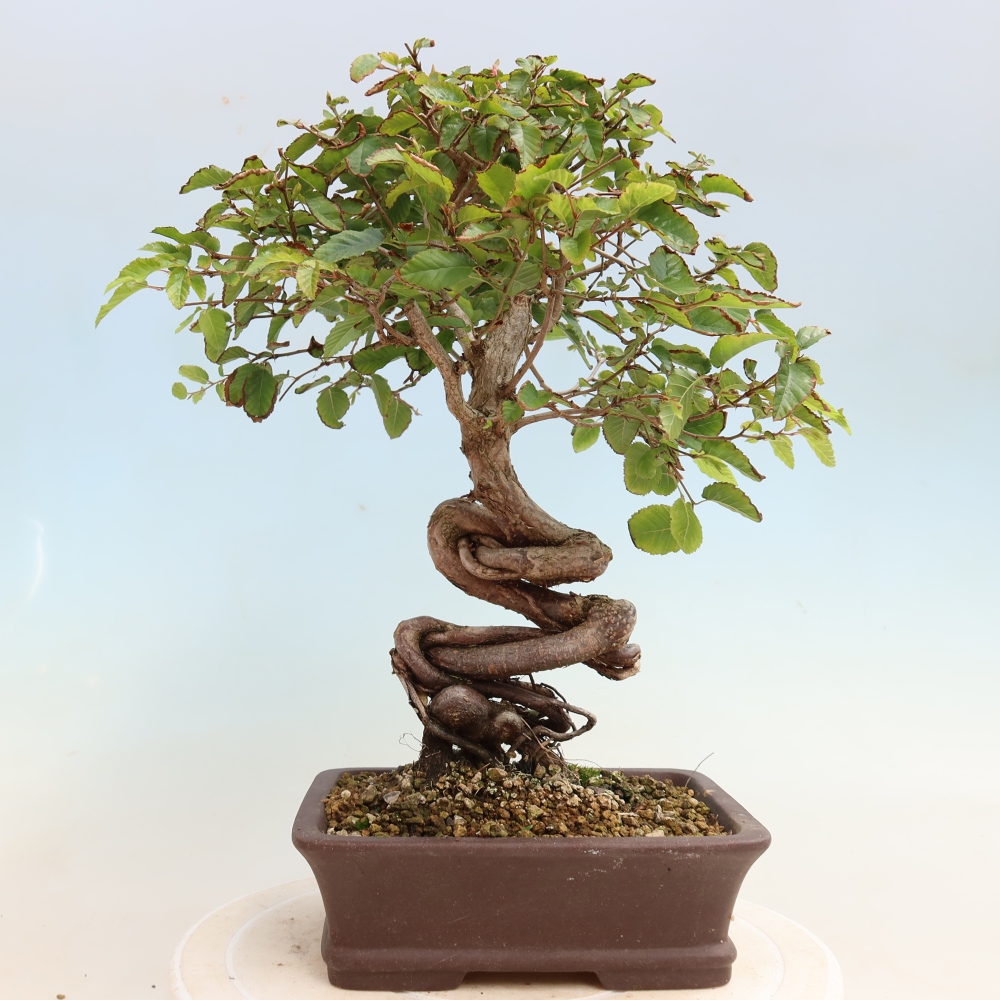 Kültéri bonsai -Carpinus CARPINOIDES - Koreai gyertyánfa