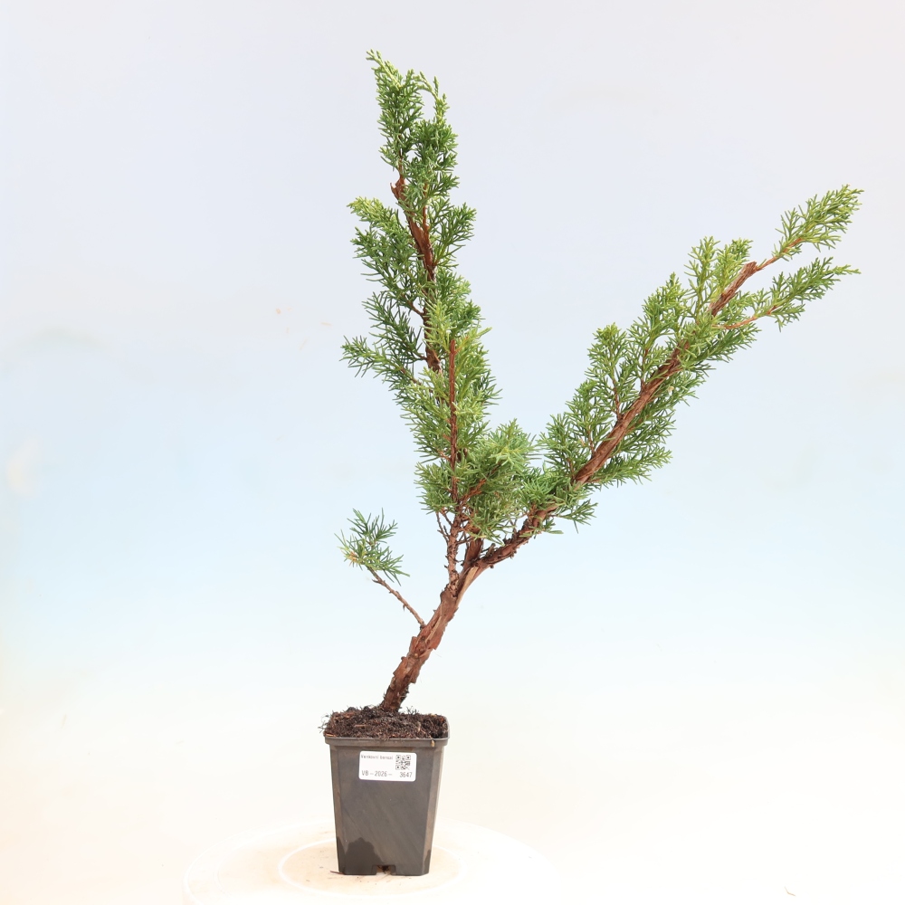 Kültéri bonsai - Juniperus chinensis Kishu