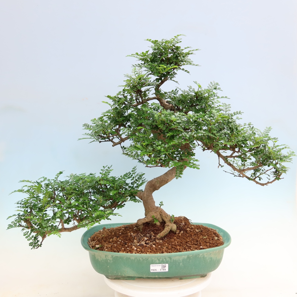 Szobai bonsai - Zantoxylum piperitum - borsfa