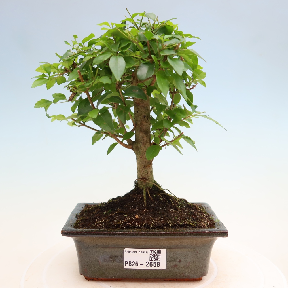 Szobai bonsai -Ligustrum chinensis - Madárcsőr