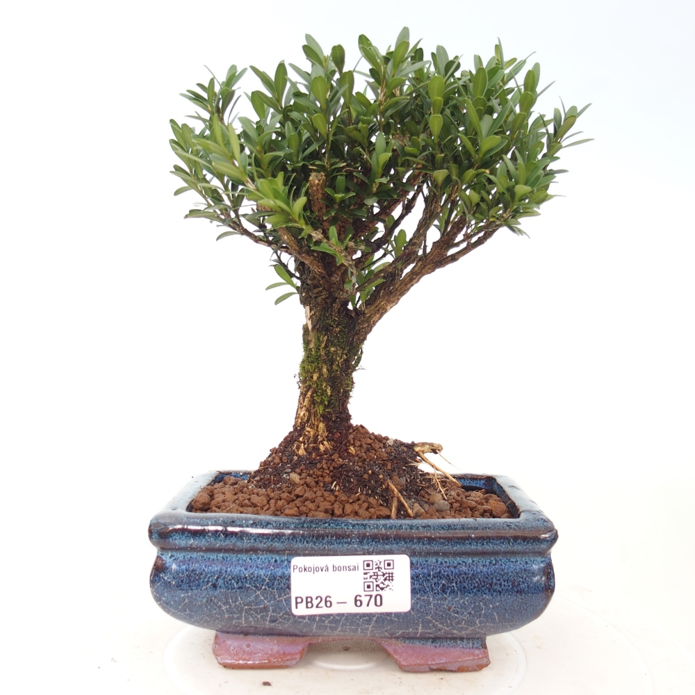 Szobai bonsai - Buxus harlandii - parafa buxus