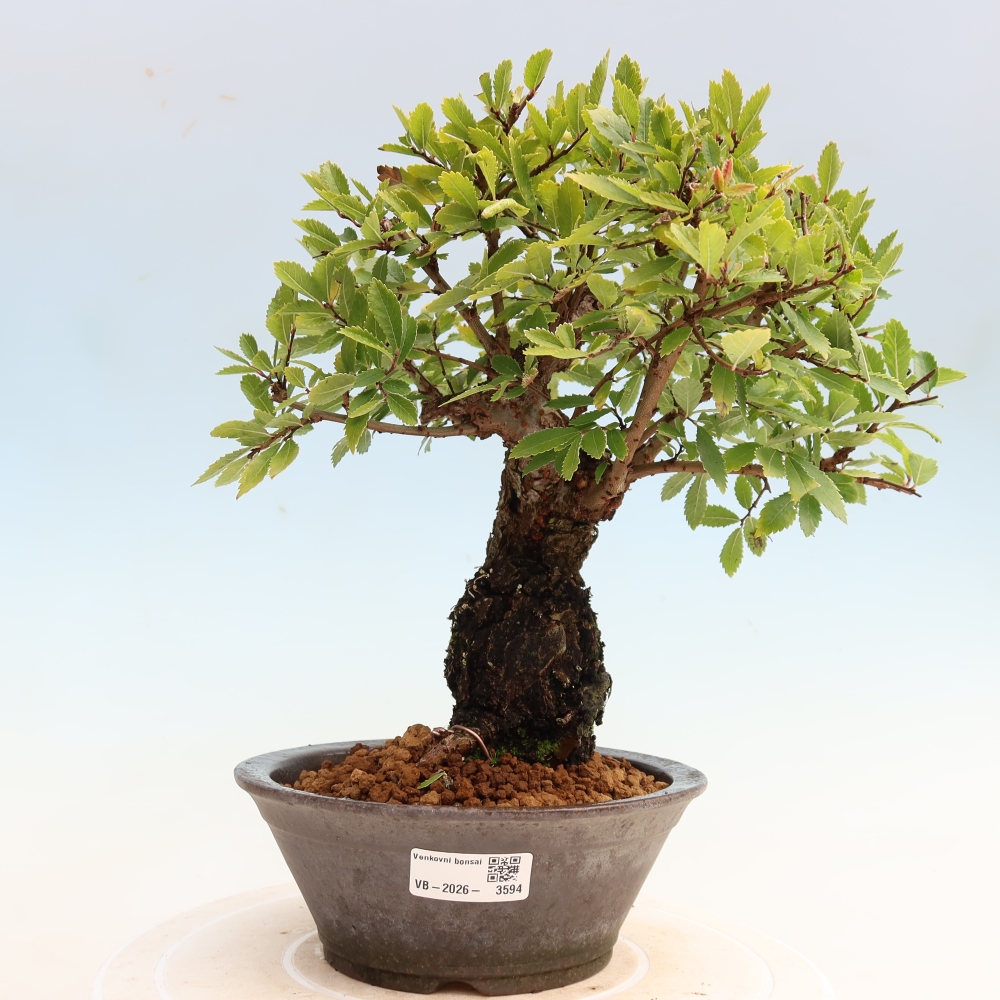 Kültéri bonsai - Zelkova - Zelkova NIRE