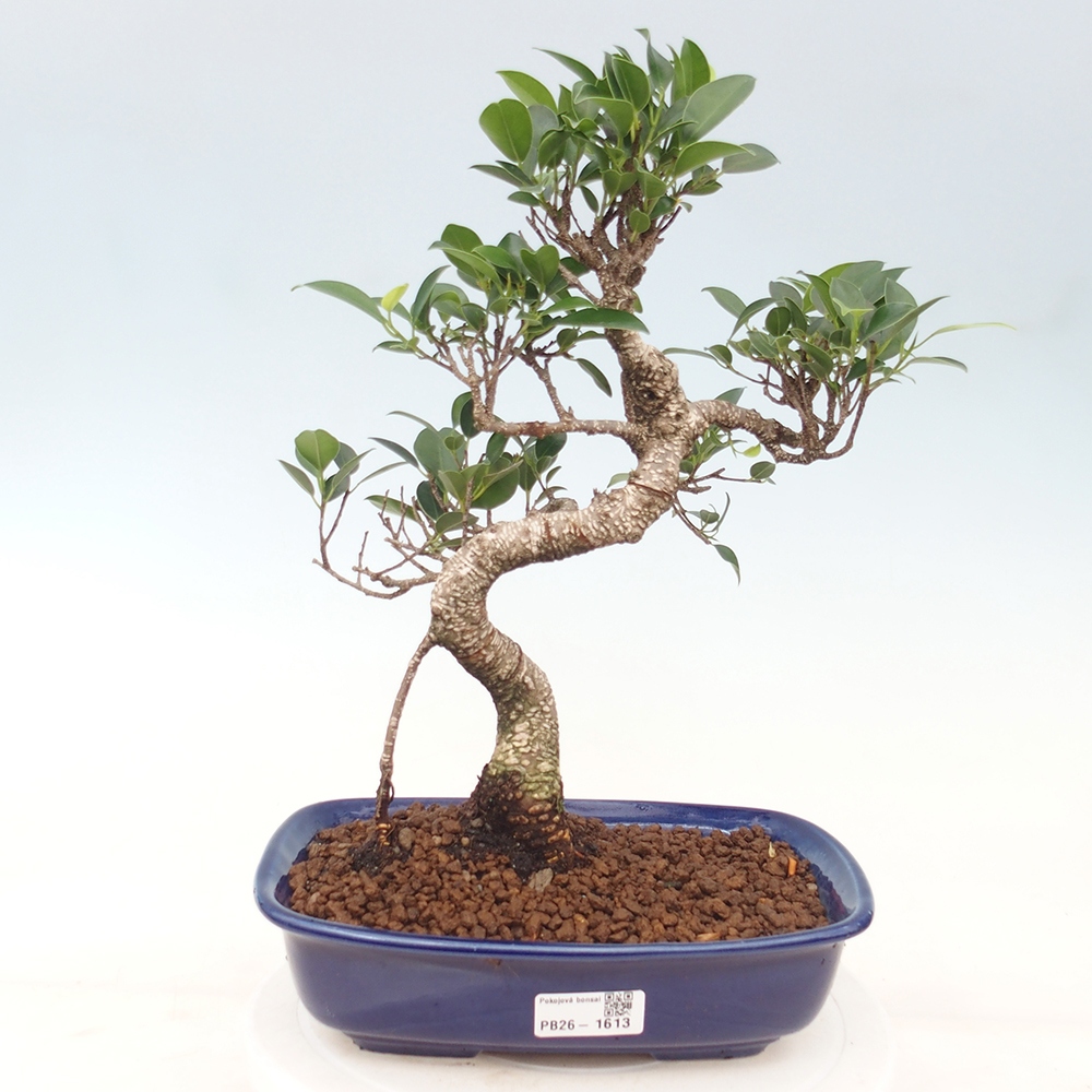 Szobai bonsai - Ficus kimmen - kislevelű fikusz