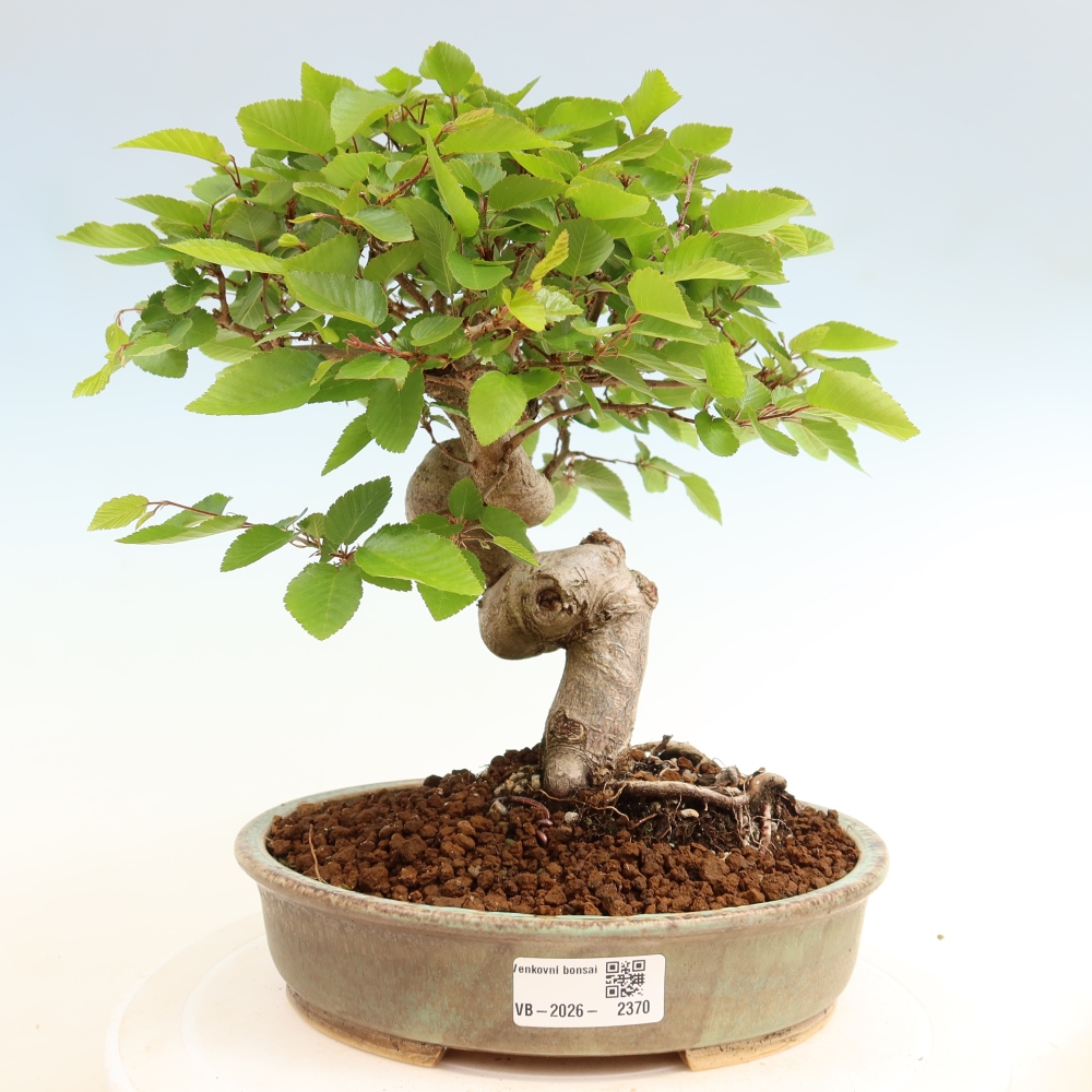 Kültéri bonsai -Carpinus Coreana - Koreai gyertyánfa